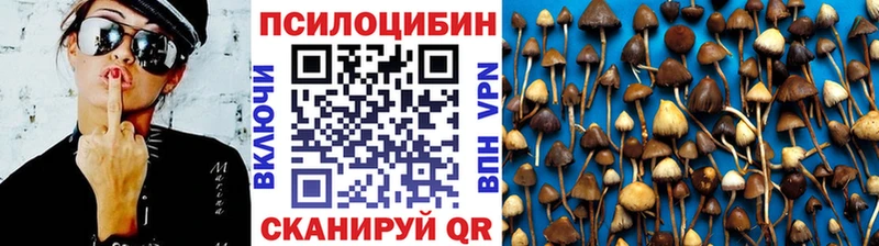 Галлюциногенные грибы Psilocybe  купить наркотик  Кыштым 